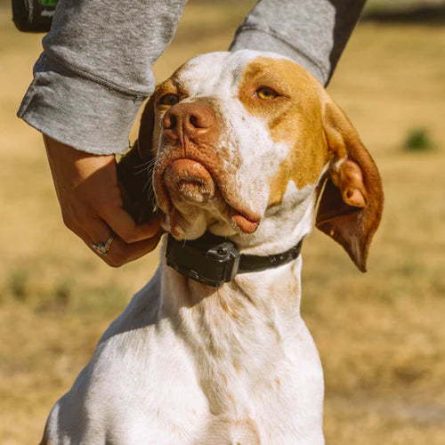 BASIC OBEDIENCE TRAINING